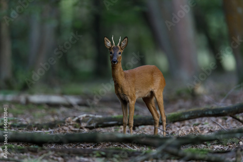 Majestic Roe deer in the forest in Belgium