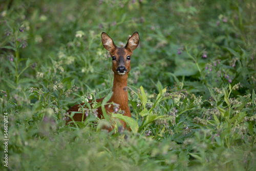 Majestic Roe deer in the forest in Belgium