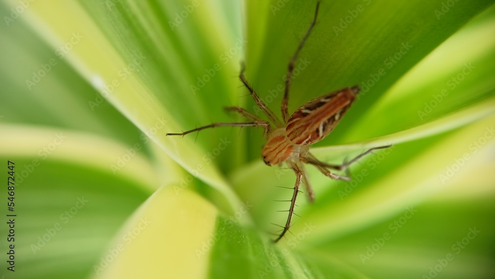 Insect macro shoot in plant Insect macro shoot in plant