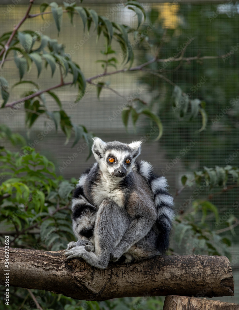 ring tailed lemur wearing his tail as a scarf 
