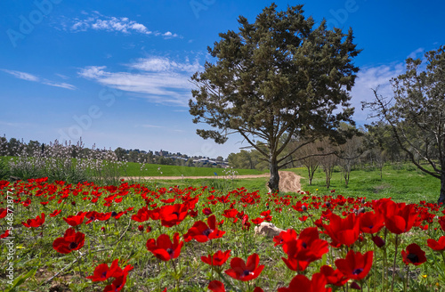 Canvas Print Spring  landscape in the countryside, Israel