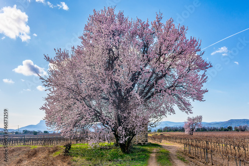 Scenic view of almond tree in bloom in Provence south of France