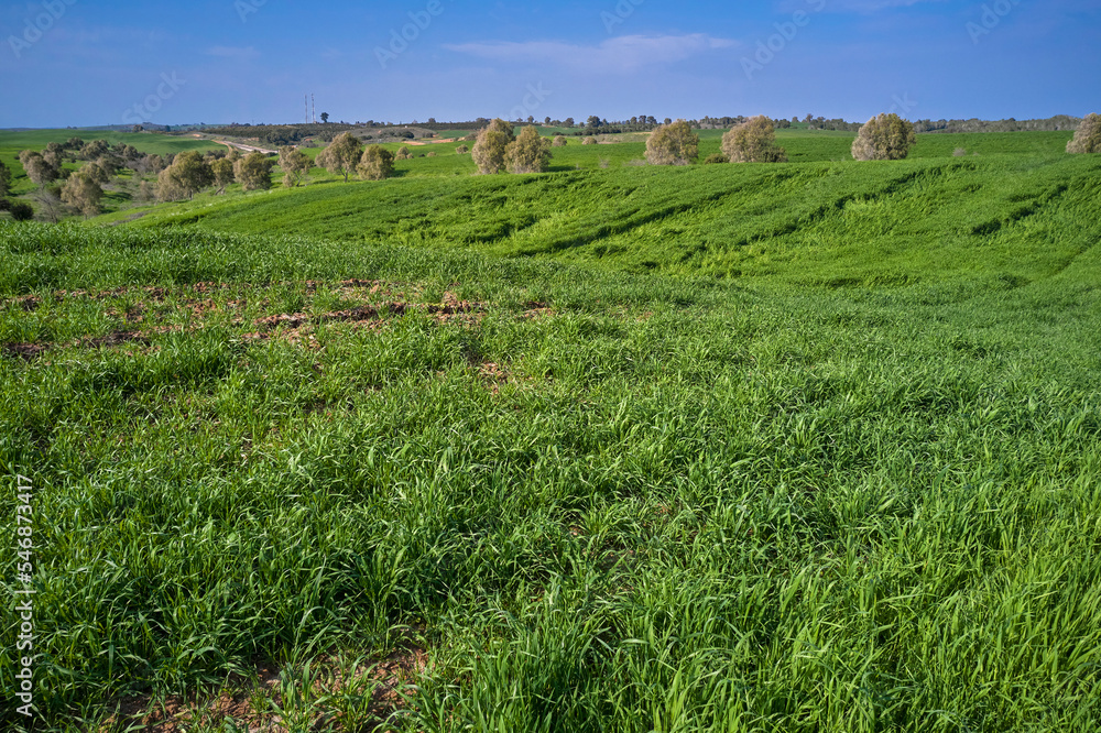 Spring  landscape in the countryside, Israel. Aerial view