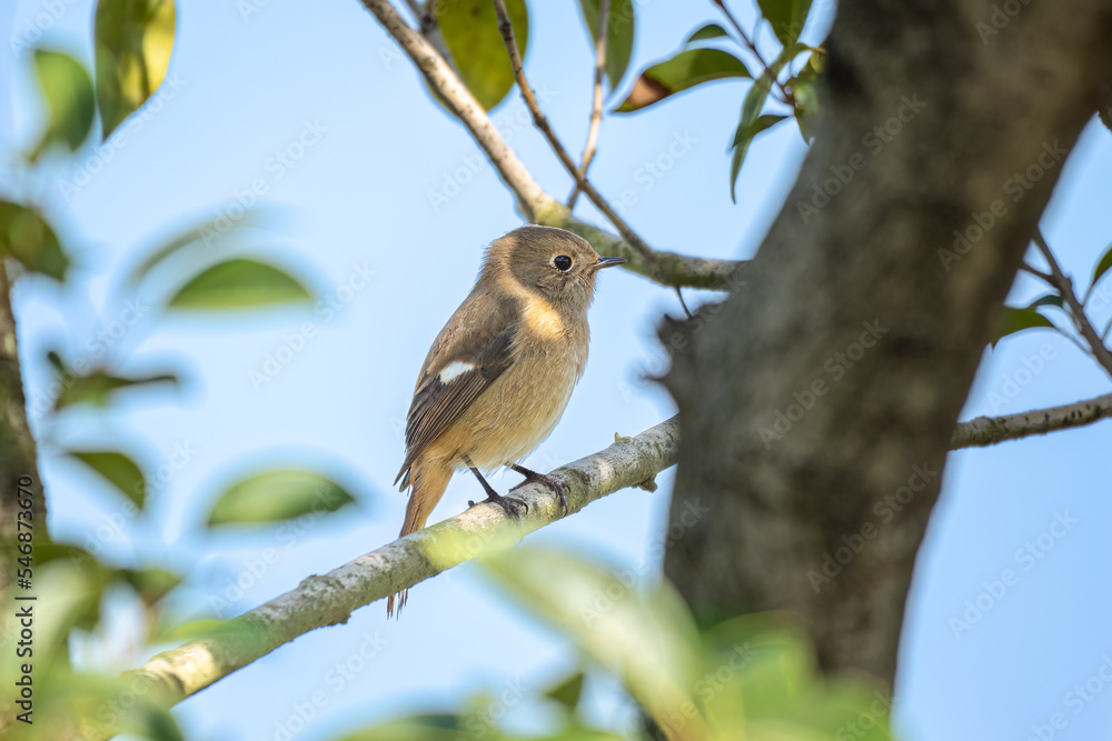 Close up of a daurian redstart in a green tree
