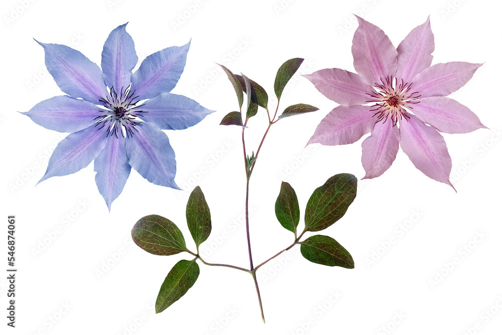 Fototapeta premium Clematis flowers, clematis leaves on a transparent background
