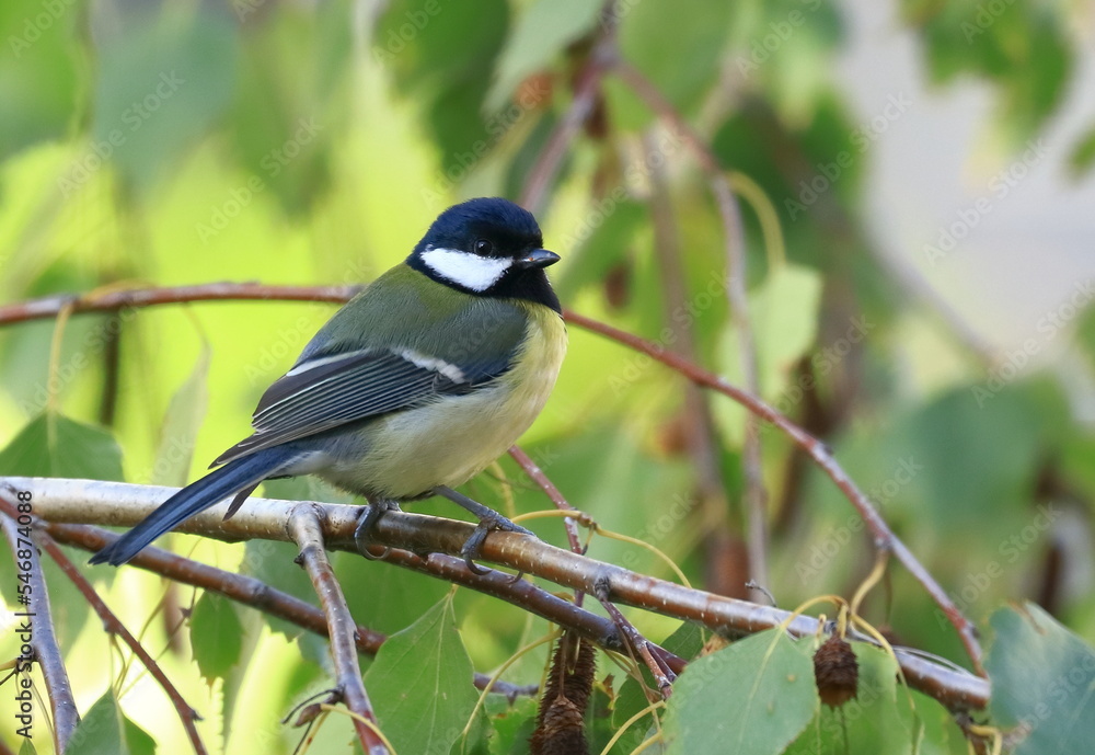 Fototapeta premium Great tit