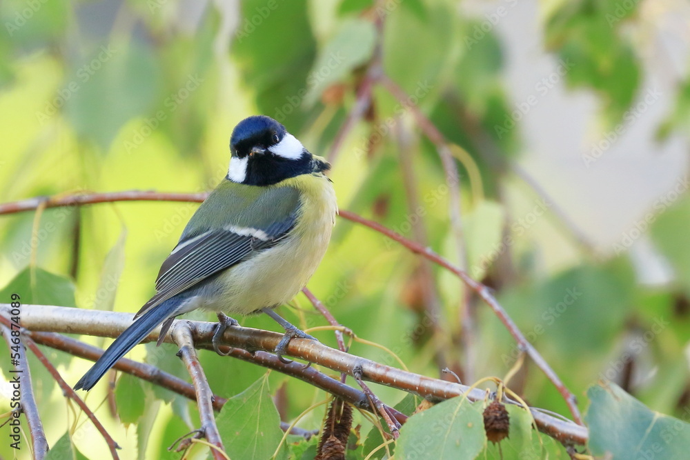 Fototapeta premium Great tit