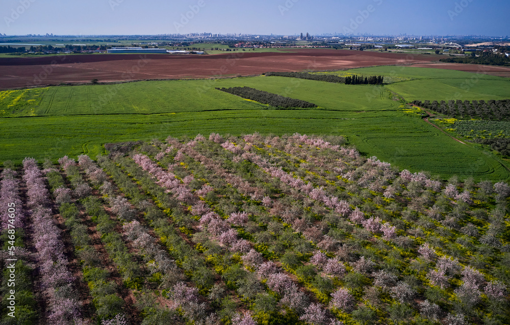 Almond trees in blossom in spring countryside, Israel