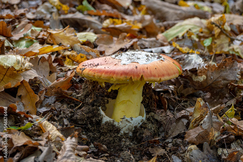 Close up of an Amanita Caesarea Mushroom (Caesars Mushroom) photo