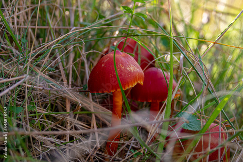 Hygrocybe coccinea inedible fungus