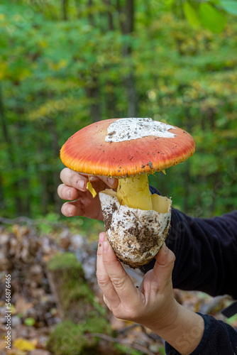 Close up of an Amanita Caesarea Mushroom (Caesars Mushroom)