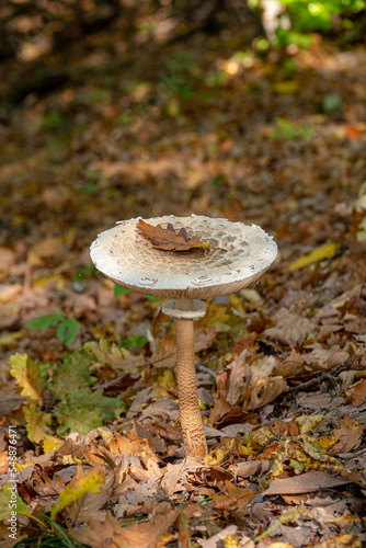 Beautiful parasol mushroom (Macrolepiota procera) in autumn forest