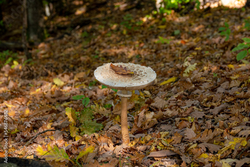 Beautiful parasol mushroom (Macrolepiota procera) in autumn forest