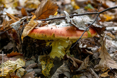 Close up of an Amanita Caesarea Mushroom (Caesars Mushroom)