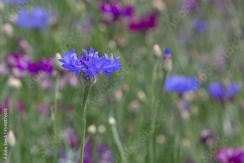blue cornflower on meadow