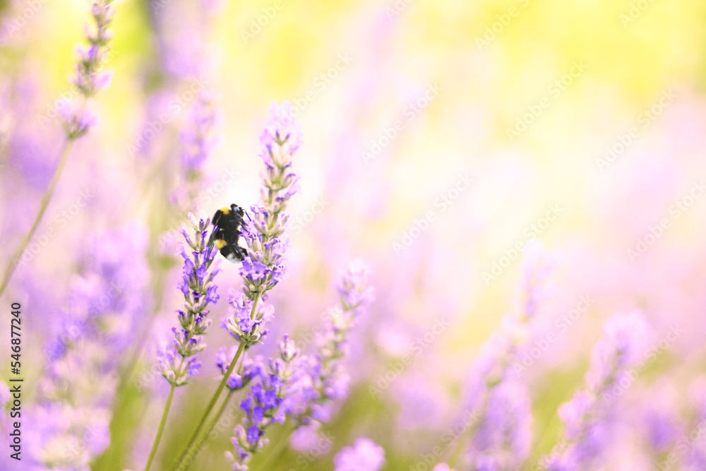 Naklejka premium Lavender flowers plant and bloom on blurred nature background...Floral background beautiful lavender flower and bee nature...Bumble bee on lavender...Abstract source.