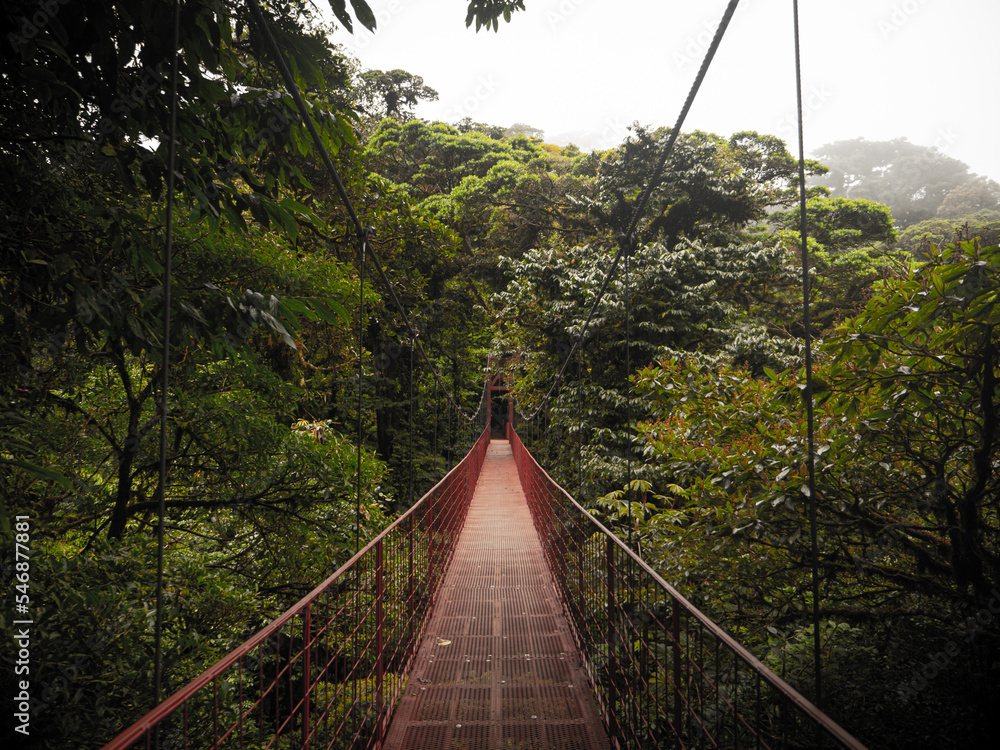 Obraz premium suspension bridge in the forest