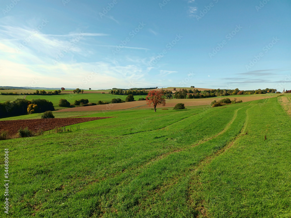 Obraz premium Baum im Herbst mit rotem Laub in idyllischer Landschaft auf dem Premium-Wanderweg Vitaltour Um die Wüstung bei Daubach in der Verbandsgemeinde Nahe-Glan, Landkreis Bad Kreuznach, Rheinland-Pfalz..