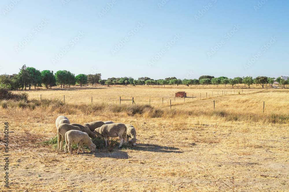 Flock of sheep in a grazing in a field of dry grass on a hot summer day