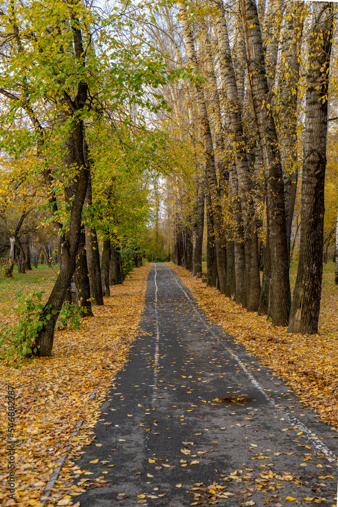 Asphalt walking path along autumn trees