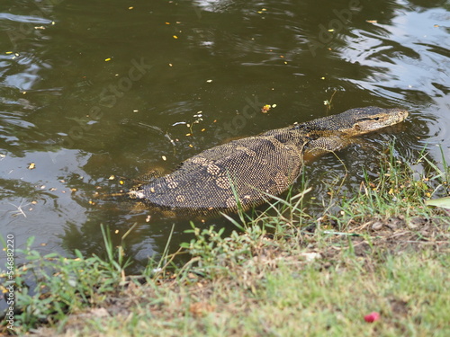 Varanus Salvatore is floating in the water, reptiles.