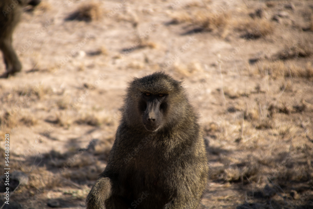 Portrait of a baboon sitting down