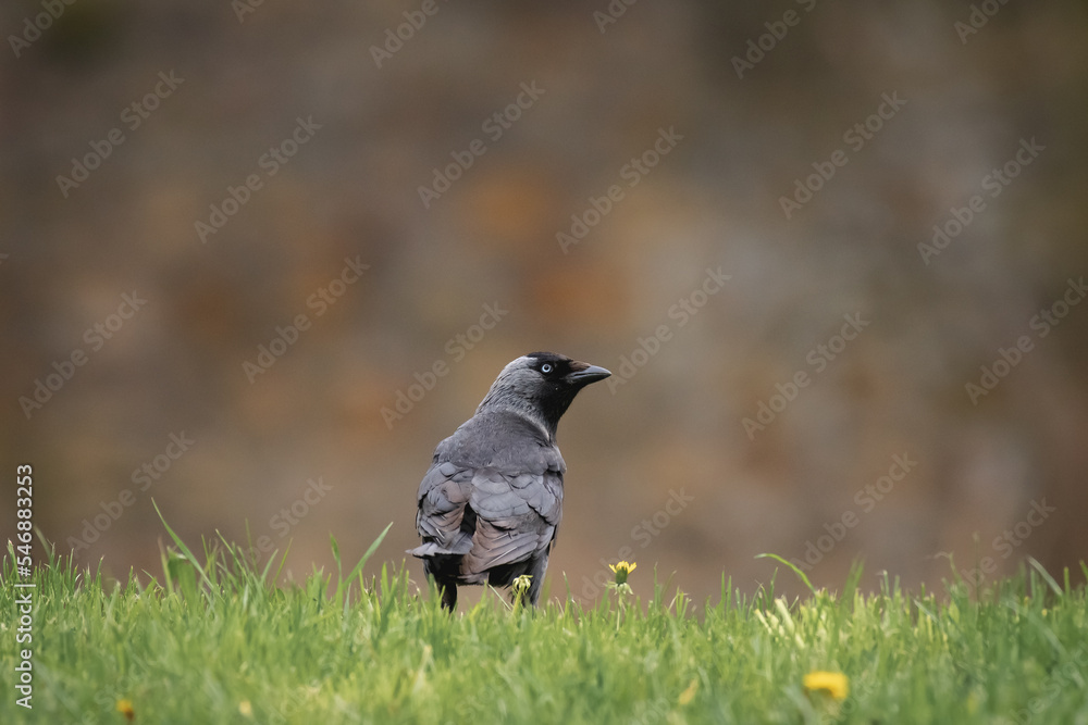 Obraz premium Western jackdaw (Corvus monedula) medium-sized synanthropic bird with dark plumage and black beak. The bird stands on the grass and looks to the side.