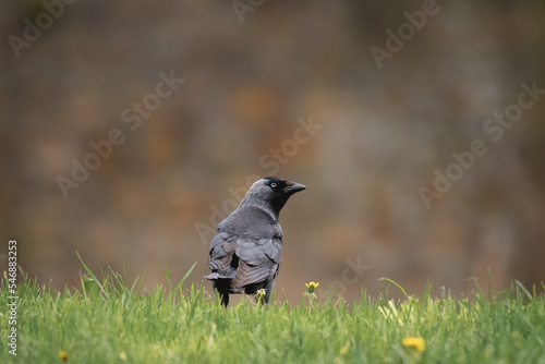 Western jackdaw (Corvus monedula) medium-sized synanthropic bird with dark plumage and black beak. The bird stands on the grass and looks to the side. © Castigatio