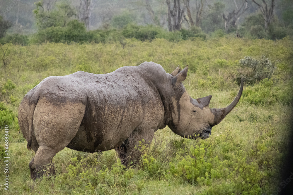 Fototapeta premium Big bull rhino seen up close at lake nakuru