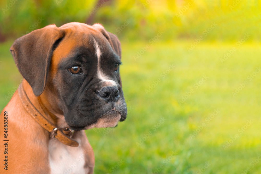 Boxer puppy portait with beautyful green background
