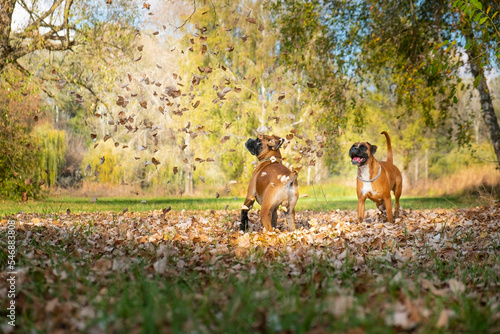 Playtime! Boxer dogs playing with the falling tree leaves