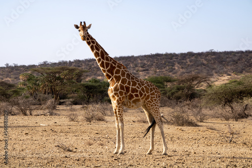 Portrait of giraffe on the savannah