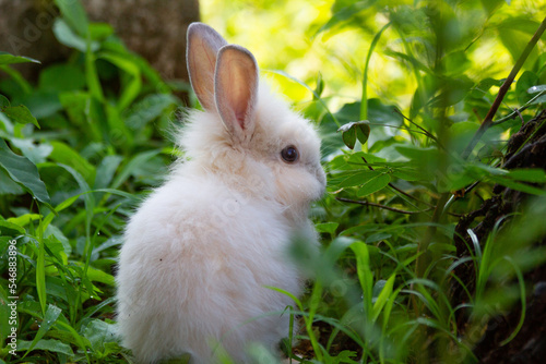 A white rabbit on the grass with a green background