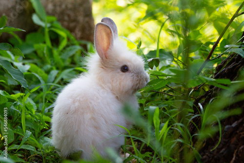 A white rabbit on the grass with a green background