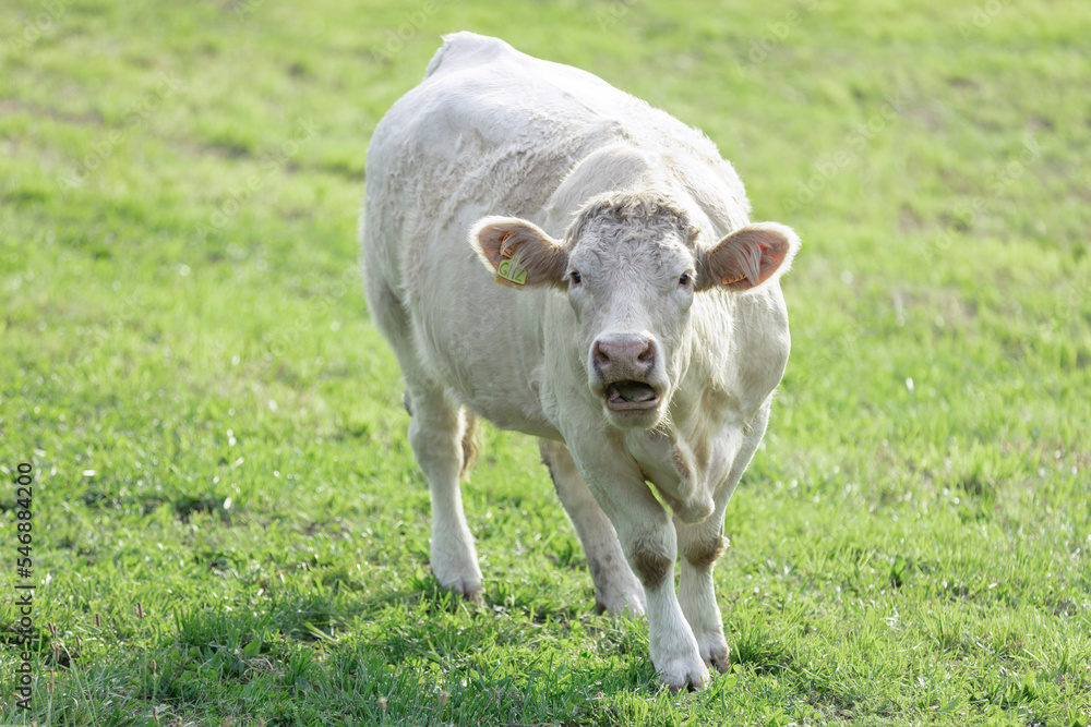 Obraz premium Funny white cow in the pasture on a sunny summer day.