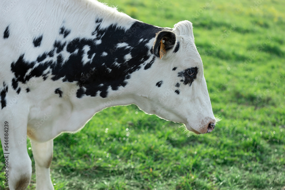Portrait of a white cow with black spots in the profile on the background of a green meadow on a sunny summer day.