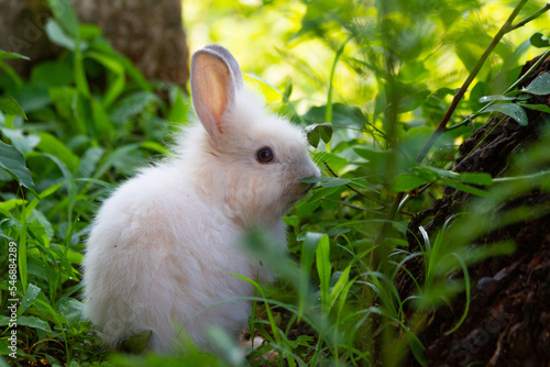 A white rabbit on the grass with a green background