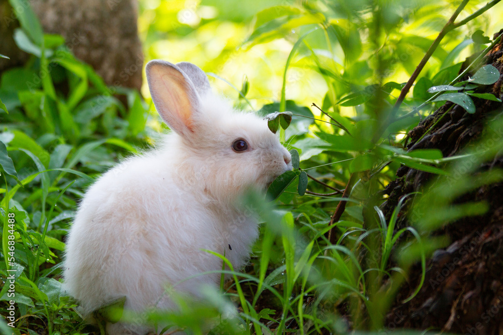 A white rabbit on the grass with a green background A white rabbit on the grass with a green background