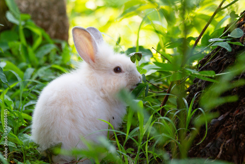 A white rabbit on the grass with a green background