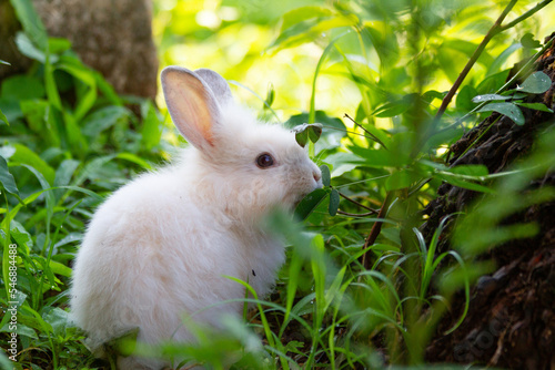 A white rabbit on the grass with a green background