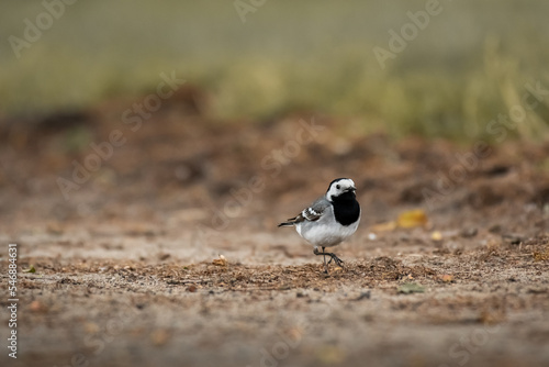 White wagtail (Motacilla alba) is a small bird with gray plumage that walks on the ground during the day.