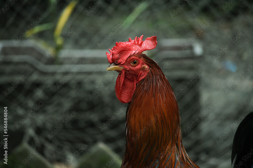 Portrait of a red rooste. The breed of rooster is bangladeshi