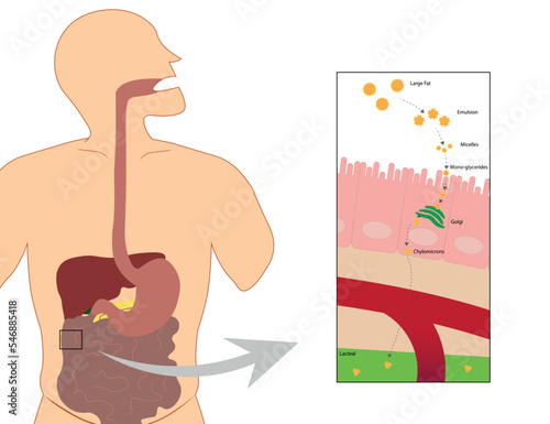 Lipid absorption in the small intestine illustration. 