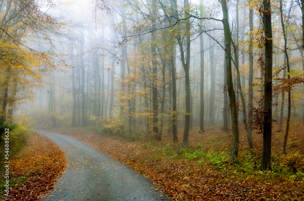 Foggy forest in autumn