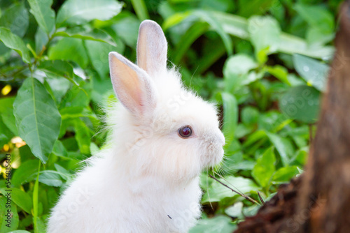 A white rabbit on the grass with a green background