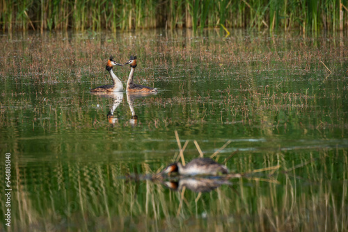 Great crested grebe (Podiceps cristatus) - a large water bird, a pair of birds mating during the mating season. Birds run flirtatiously on the lake's water.