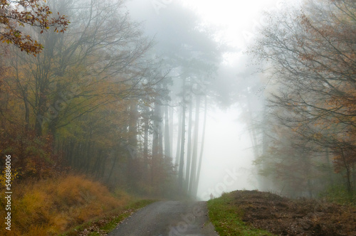 Misty morning in the forest © Nikolay