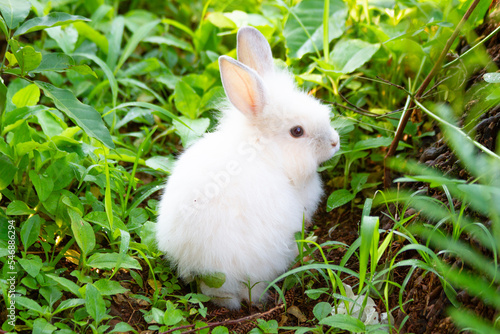 A white rabbit on the grass with a green background