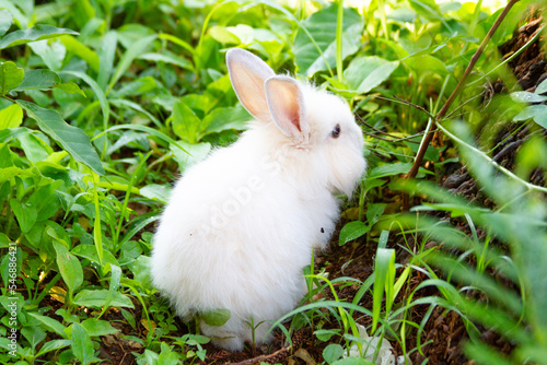 A white rabbit on the grass with a green background