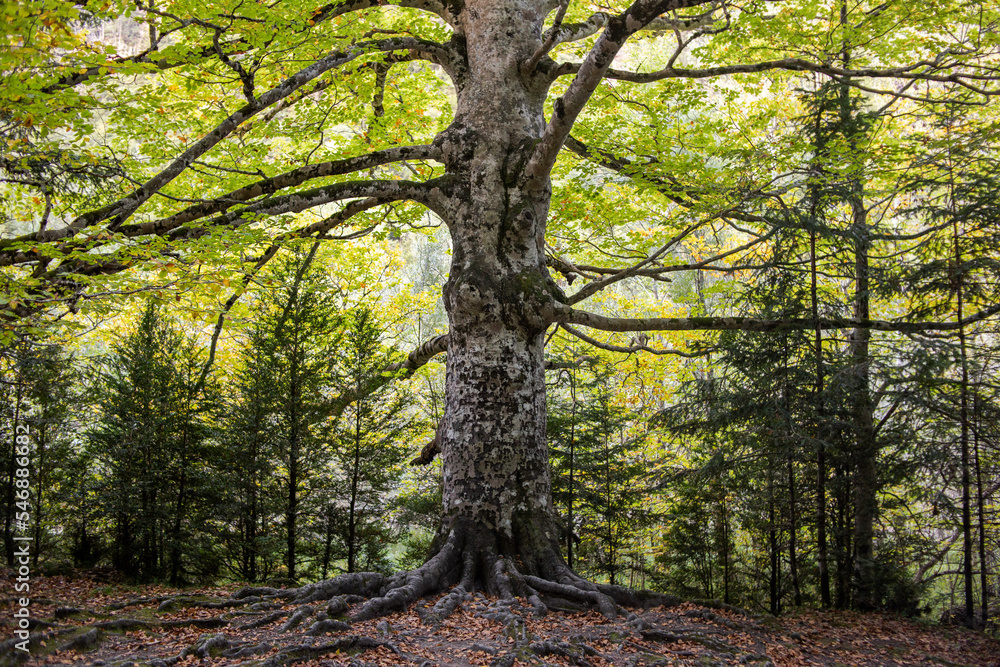 Obraz premium El Árbol